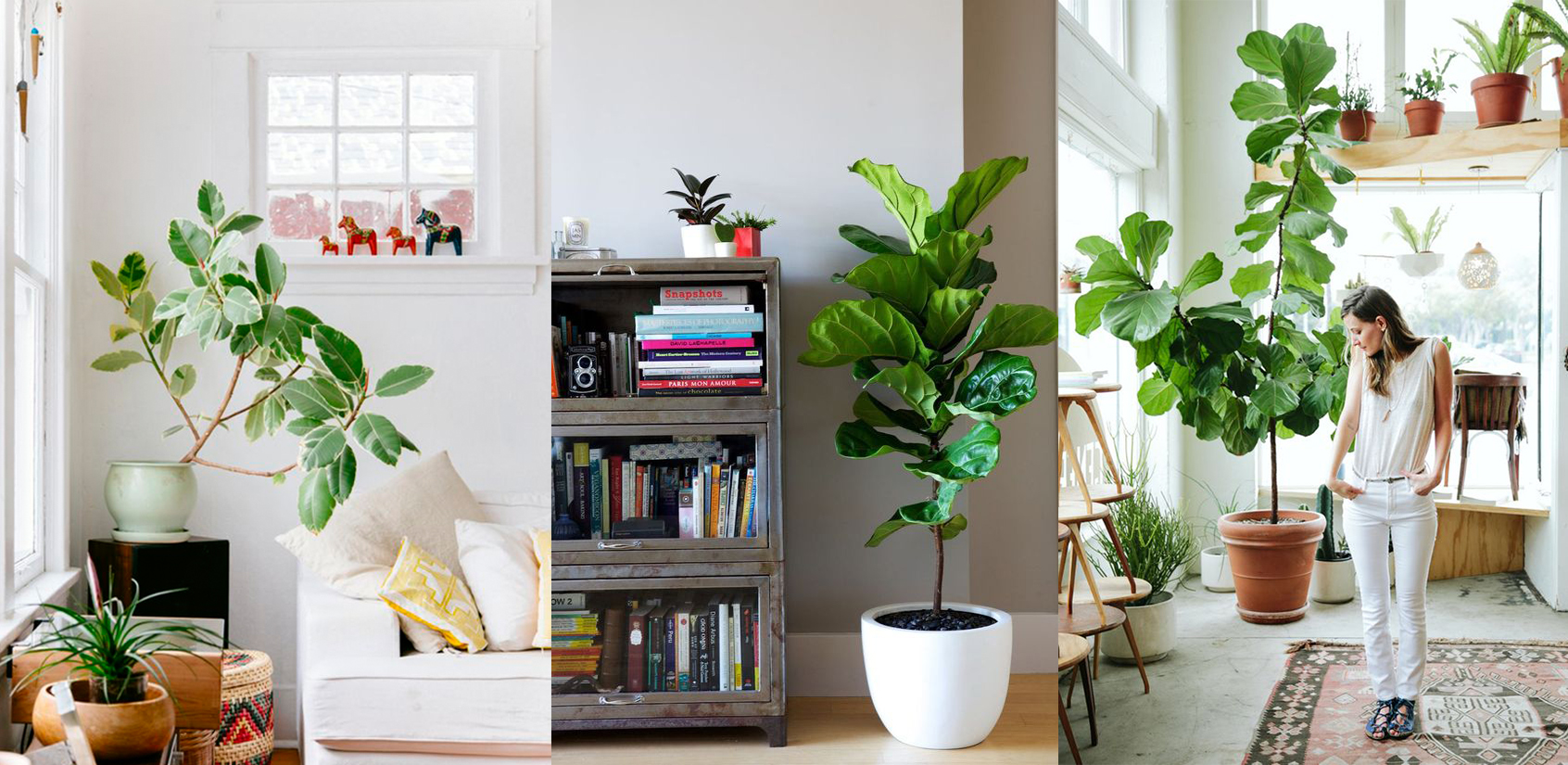 5 indoor plants that need the least maintenance | Comfort Works Blog ...