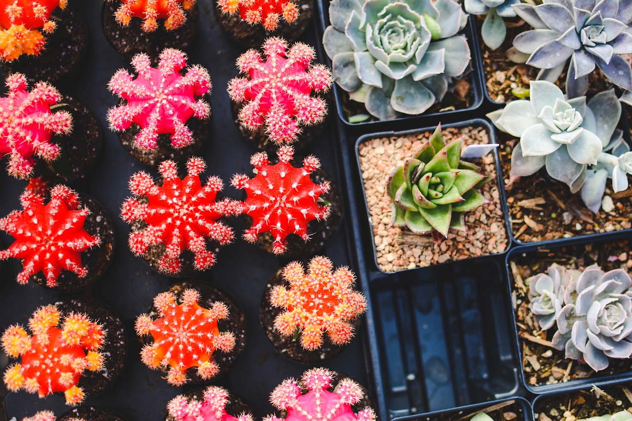 Indoor Plants With Least Maintenance