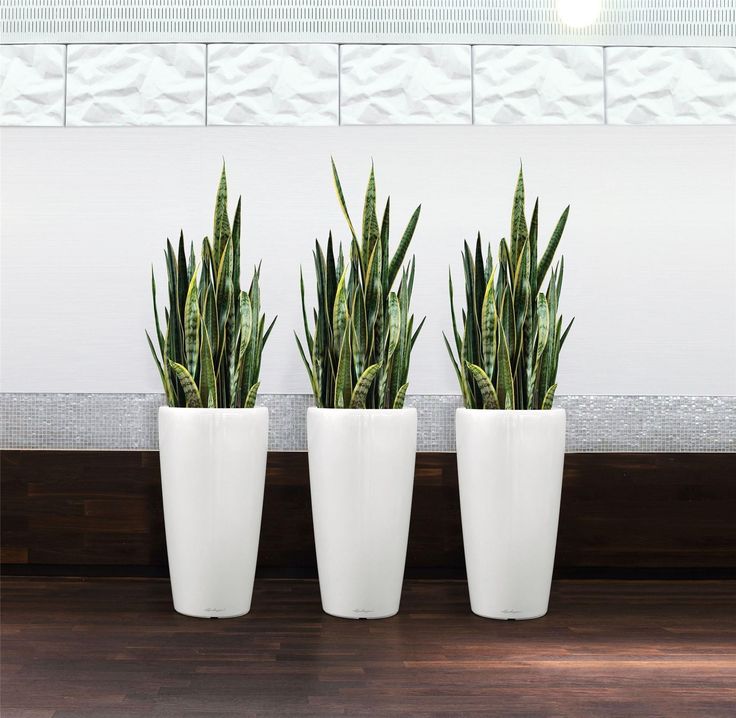 Indoor Plants With Least Maintenance