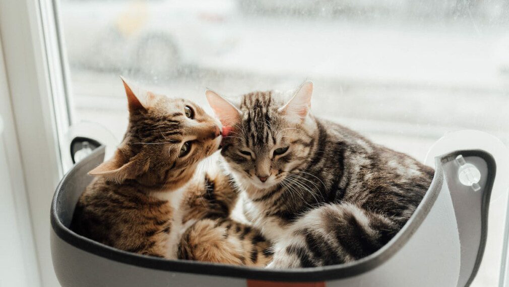 two cats in a hanging pet bed attached to frosted window