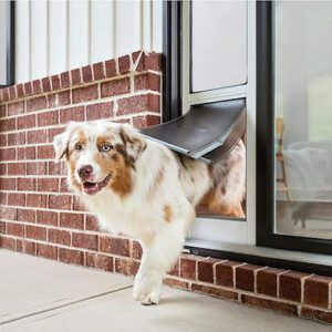 12 ways to protect your sofa from pets | Comfort Works Blog & Sofa ...