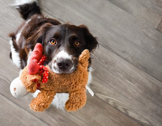 how can i protect my couch from my dog