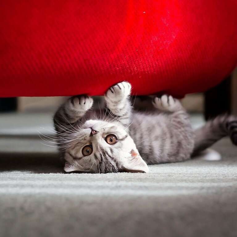 So kannst du deine Katze von dem Sofa fernhalten Comfort Works Blog & Design Inspirationen