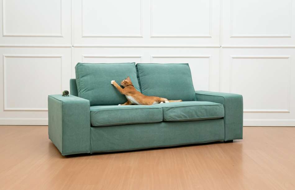 Cat 2024 safe sofa