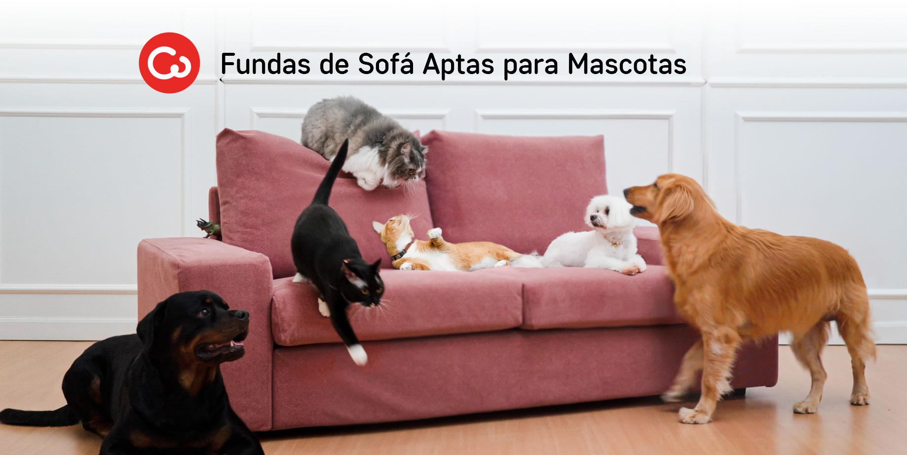 11 Maneras de Proteger tu Sofá de Gatos y Perros | Blog Comfort Works -  Inspiración y decoración