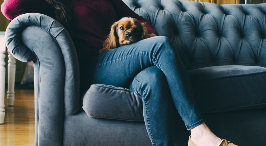 Easy ways to get stubborn pet odours out of your sofa Comfort Works