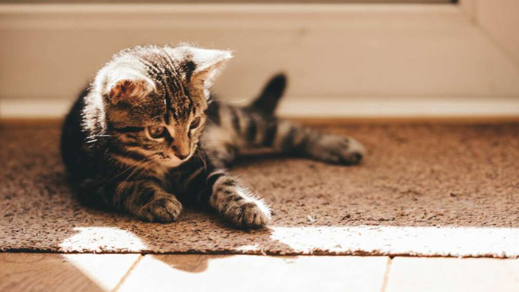 How To Keep Your Home Clean With A New Kitten