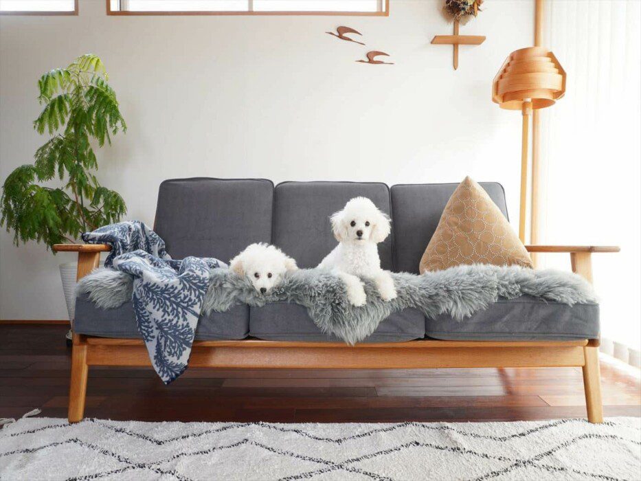 12 ways to protect your sofa from pets Comfort Works Blog & Sofa