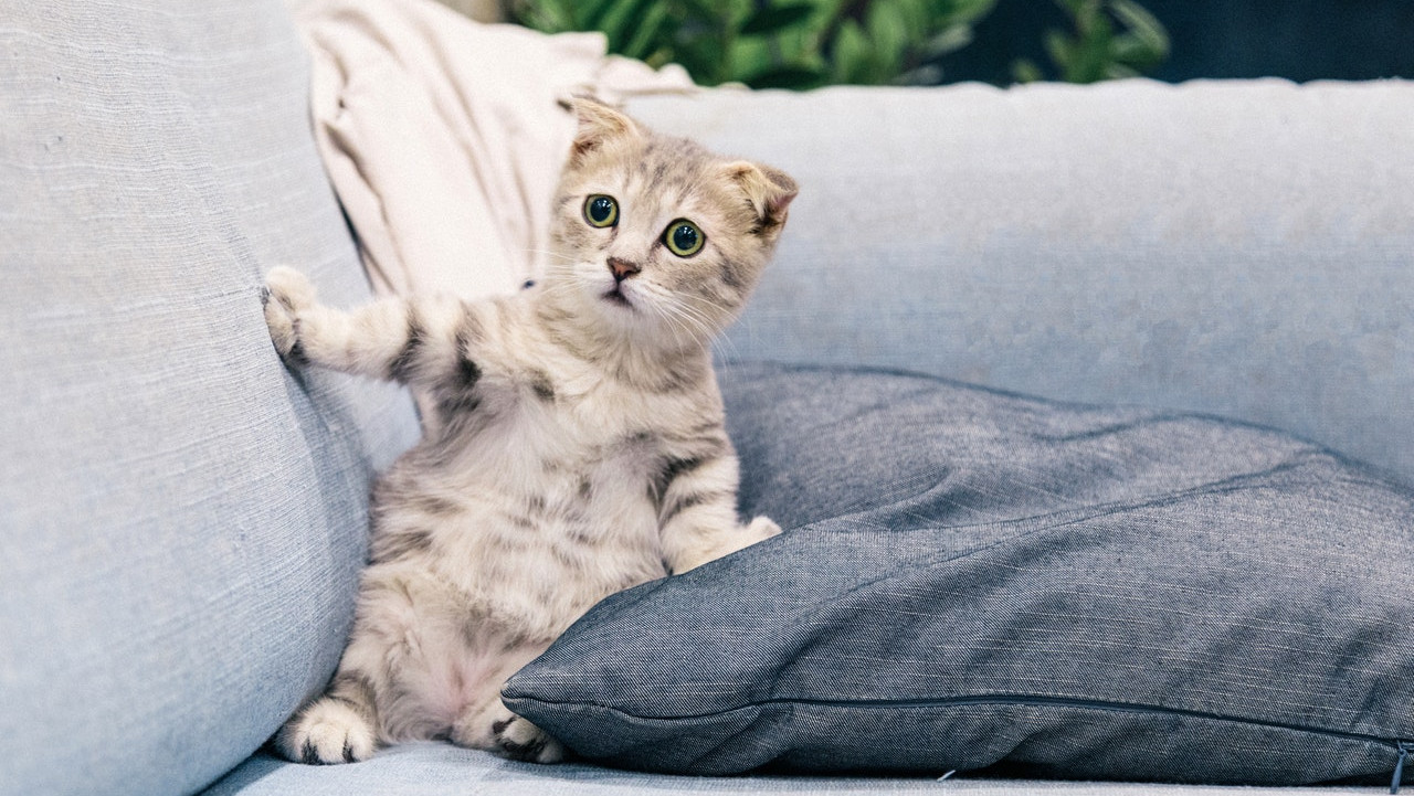 How much does a custom slipcover and sofa cover cost? Comfort Works