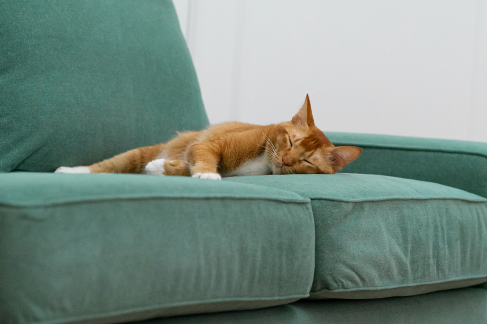 Where to get the ultimate cat proof couch without buying a new one