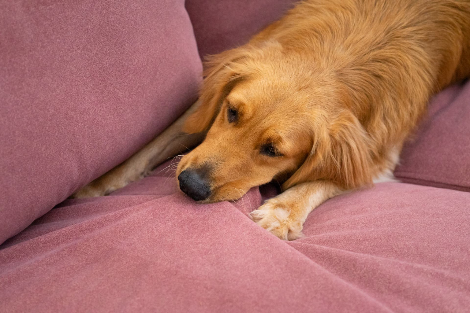 3 triedandtested tips for keeping your living room dog hairfree