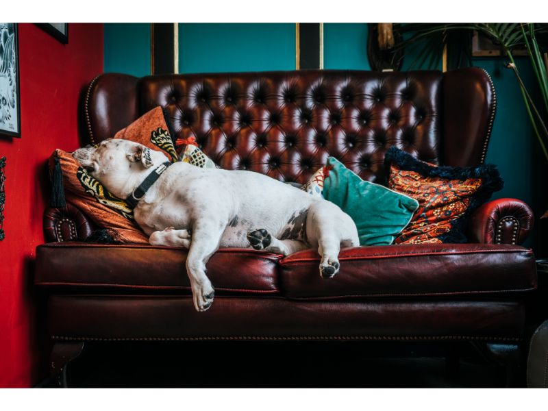 3 triedandtested tips for keeping your living room dog hairfree