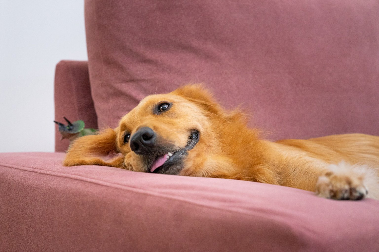 12 Ways To Protect Your Sofa From Pets | Comfort Works Blog & Sofa ...