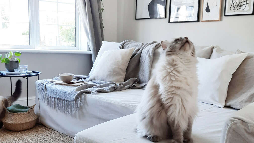 7 quick, easy ways to remove bad smells from leather Comfort Works