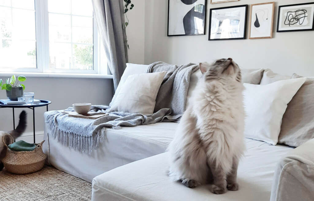 What's the difference between the IKEA Backa and Backamo? Comfort