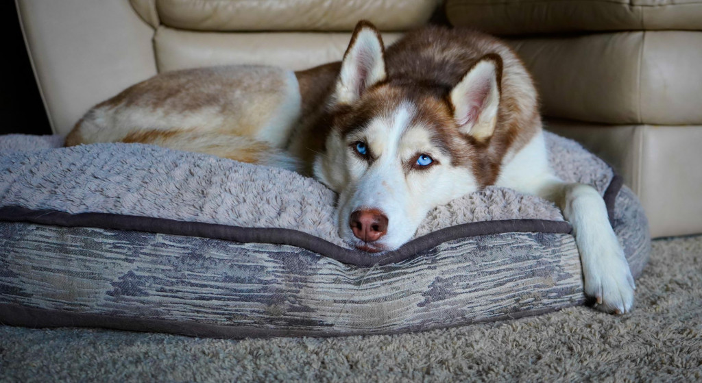 12 ways to protect your sofa from pets Comfort Works Blog & Sofa