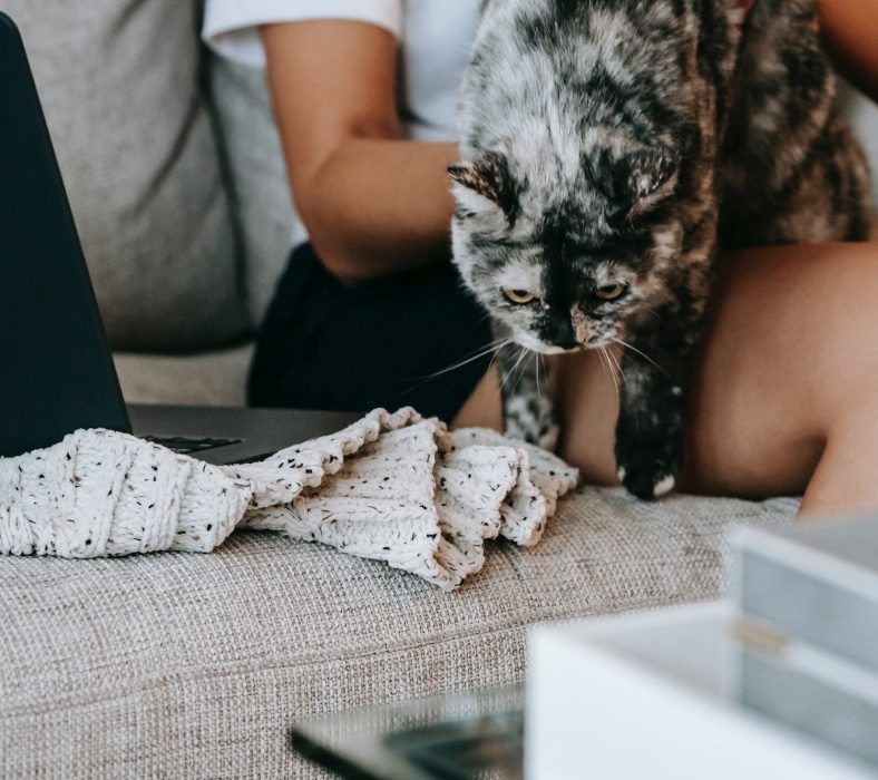 The best couch material for cats, dogs and everything in between Comfort Works Blog & Sofa