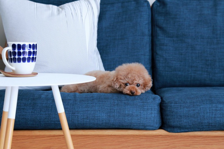 The best couch material for cats, dogs and everything in between Comfort Works Blog & Sofa