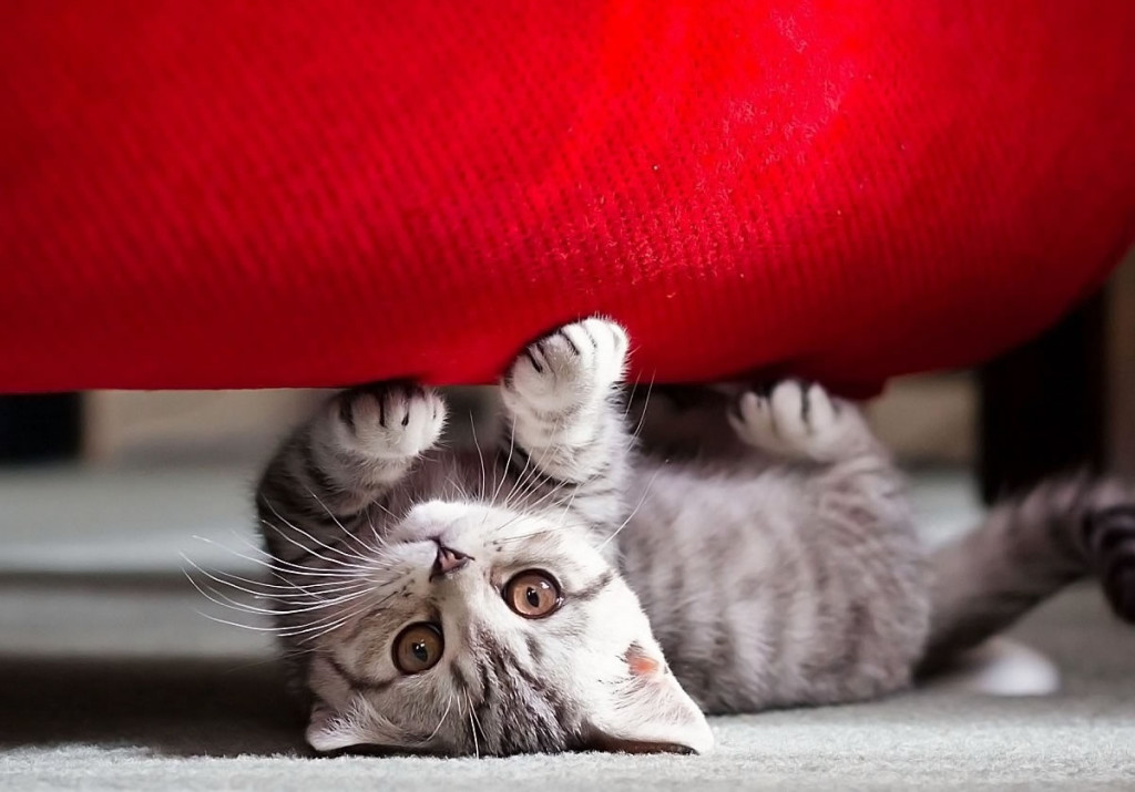Las 7 mejores maneras de proteger tu sofá contra los gatos | Blog Comfort  Works - Inspiración y decoración