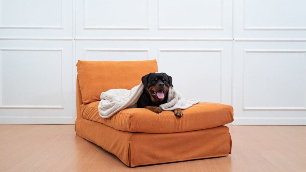 Rottweiler dog on IKEA Kivik chaise lounge