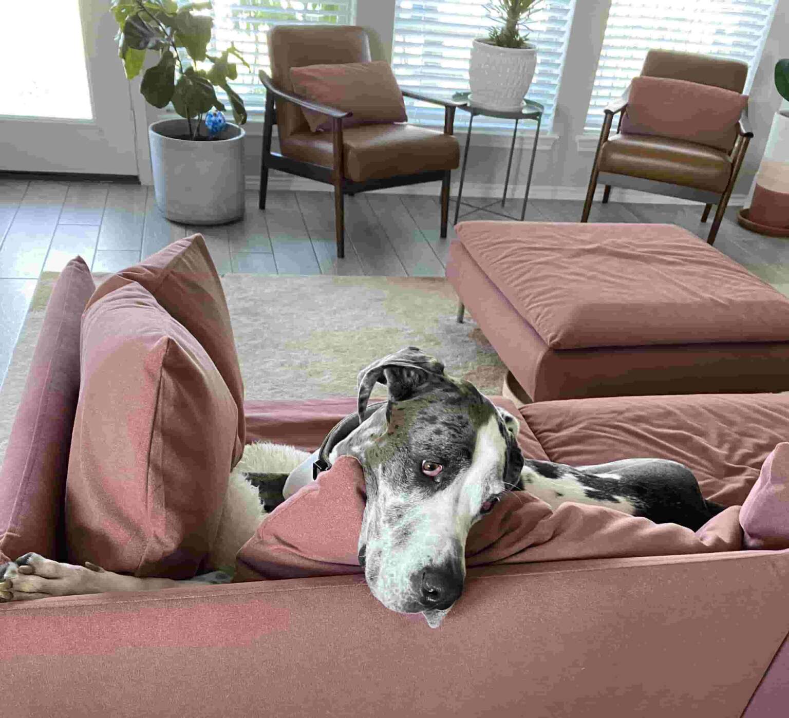 Why cat owners love Clawproof Velvet Comfort Works Blog & Sofa Resources